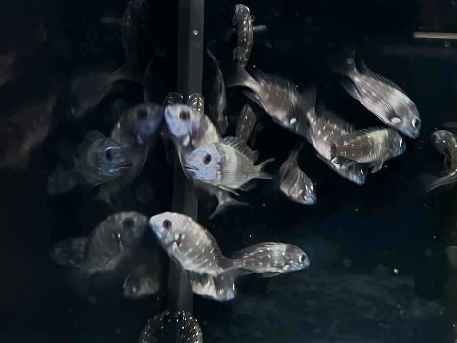 * Cichlid *  Tropheus Duboisi “MASWA”