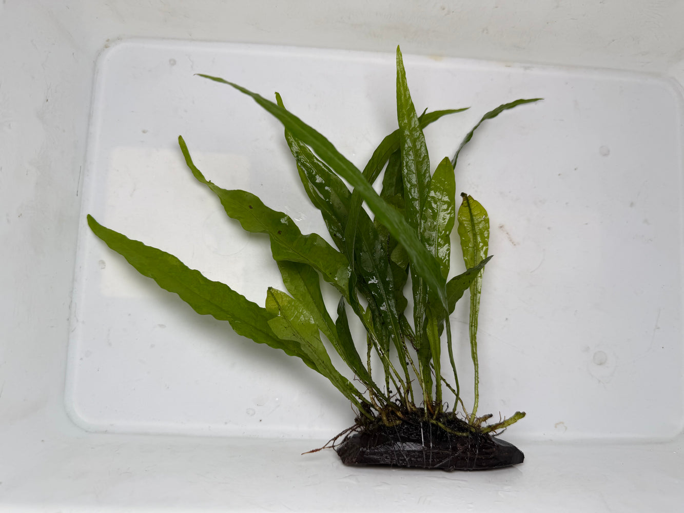 * Plants * Java Fern (Wood) (AA)