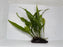 * Plants * Java Fern (Wood) (AA)