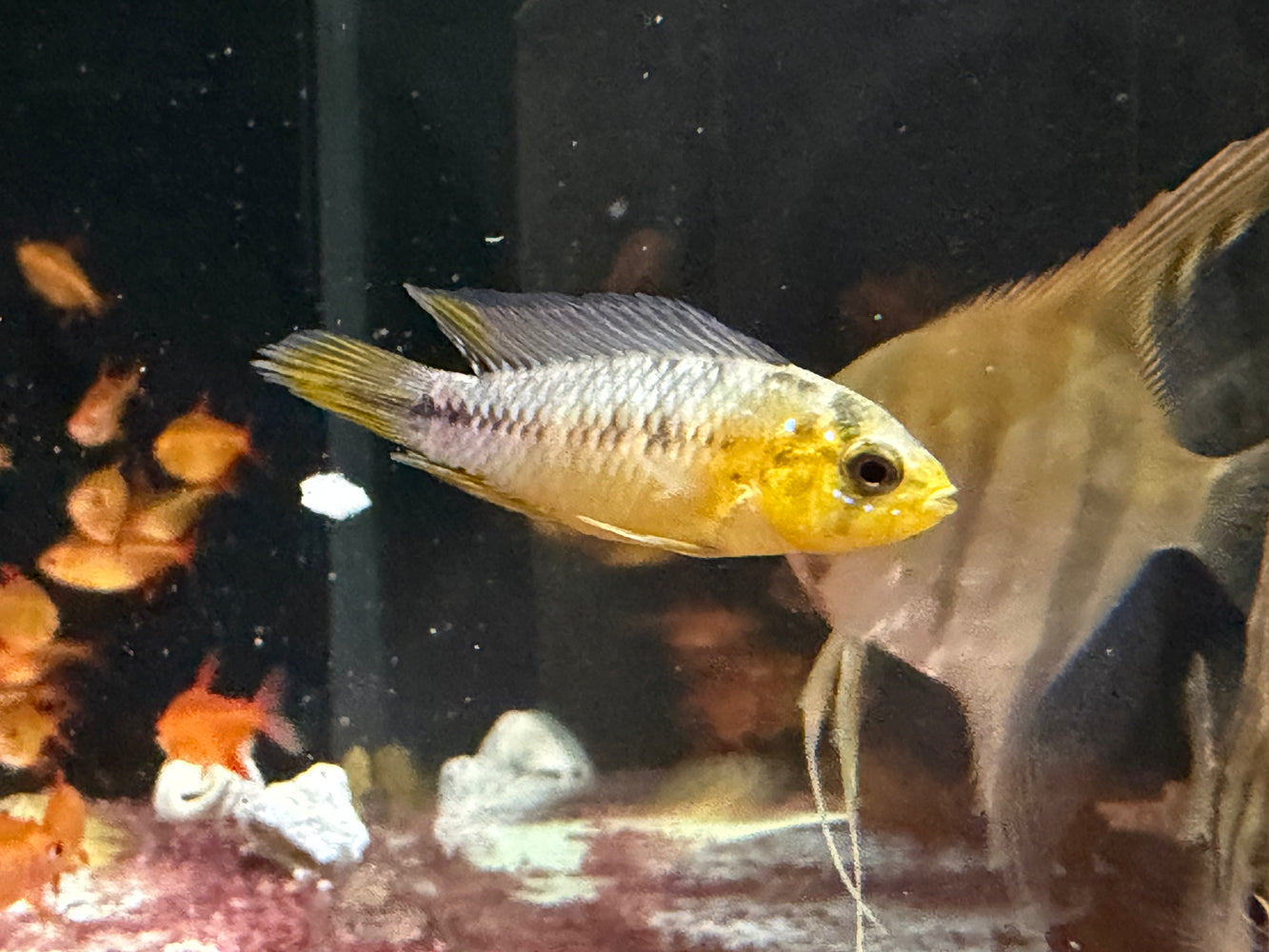 * Cichlids *  Apistogramma Borelli (Yellow Blue) (Pair)