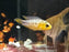 * Cichlids *  Apistogramma Borelli (Yellow Blue) (Pair)