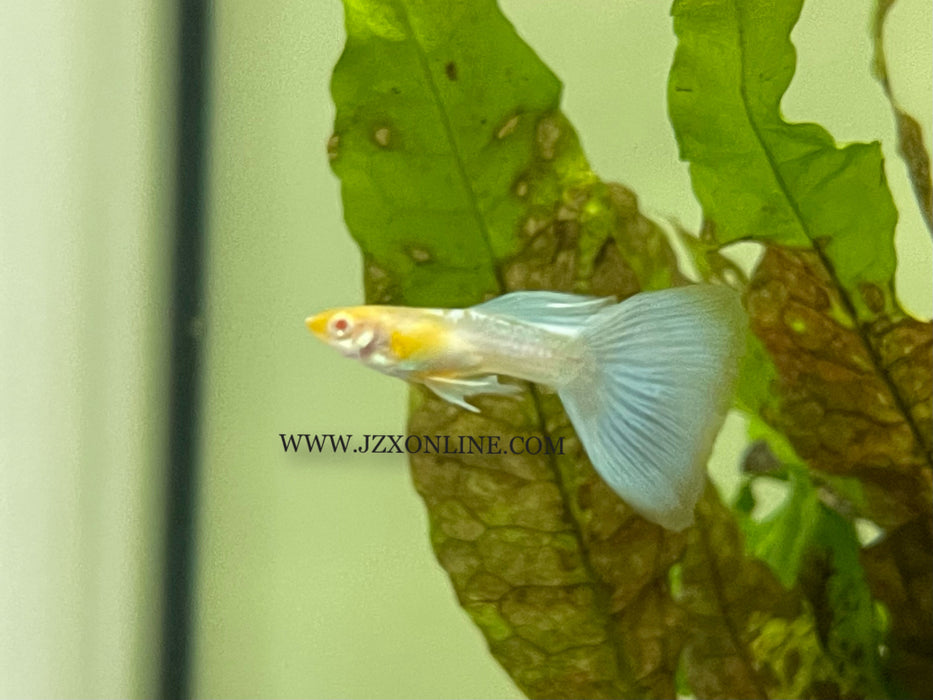 * Other Species *  Japan Blue Albino Guppy Pair