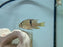 * Cichlids * Guianacara Sphenozona (Suriname Red spotted eartheater)