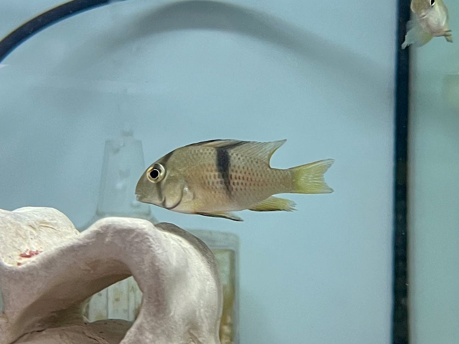 * Cichlids * Guianacara Sphenozona (Suriname Red spotted eartheater)