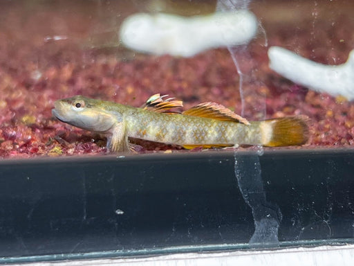 * Other Species * Rhinogobius sp. Golden Edge