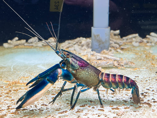 * Shrimps *  Cherax pulcher "GALAXY" Galaxy Crayfish