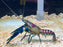 * Shrimps *  Cherax pulcher "GALAXY" Galaxy Crayfish