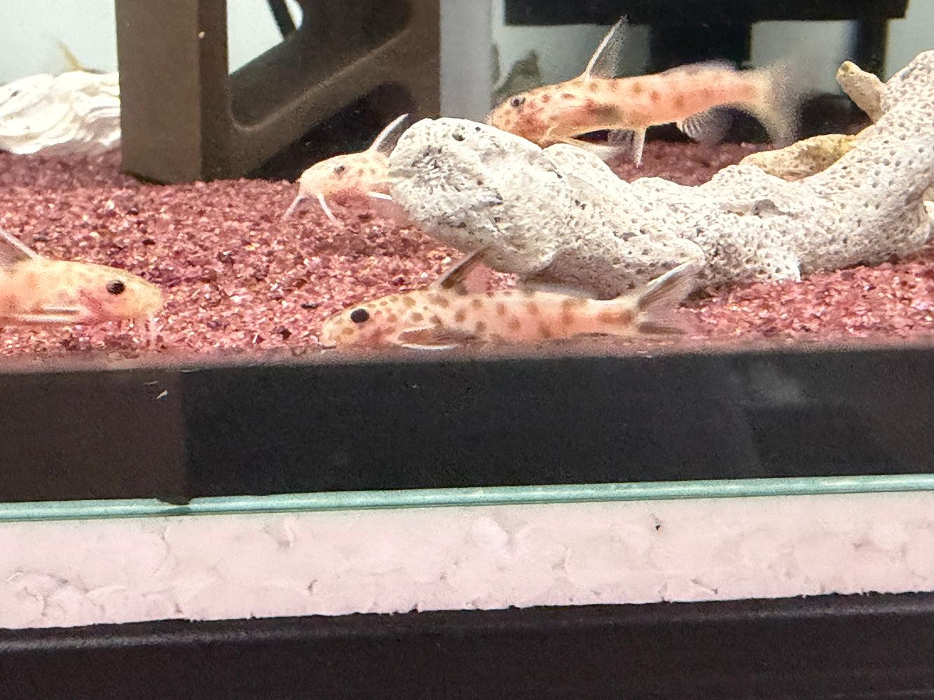 * Catfish *  Synodontis Petricola Gold 3-4cm