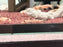* Catfish *  Synodontis Petricola Gold 3-4cm