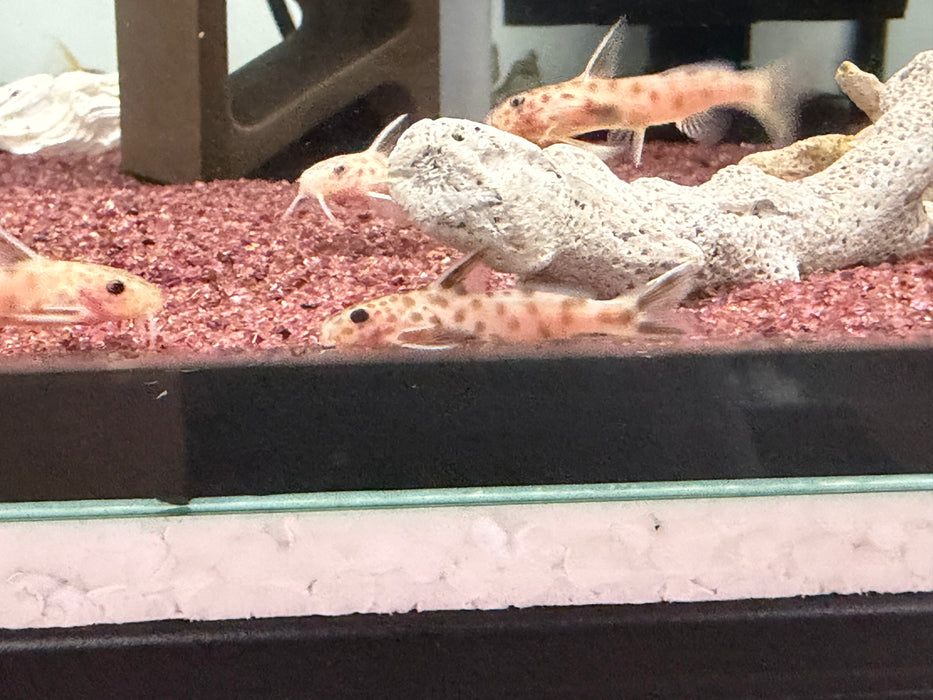 * Catfish *  Synodontis Petricola Gold 3-4cm