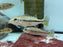 * Cichlid * Cichla mirianae FOGO peacock bass 10-12cm
