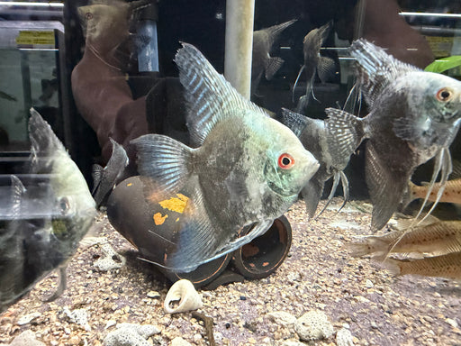 * Discus/Angelfish * Blue Smokey Angelfish