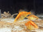 * Other Species * Siniperca chuatsi ALBINO (Albino Chinese Perch)
