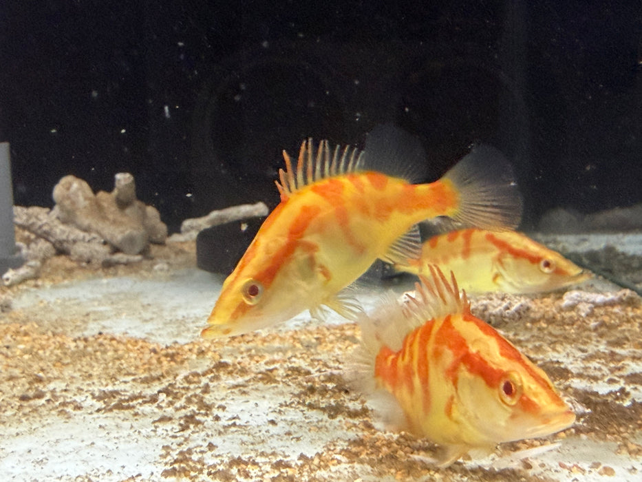 * Other Species * Siniperca chuatsi ALBINO (Albino Chinese Perch)