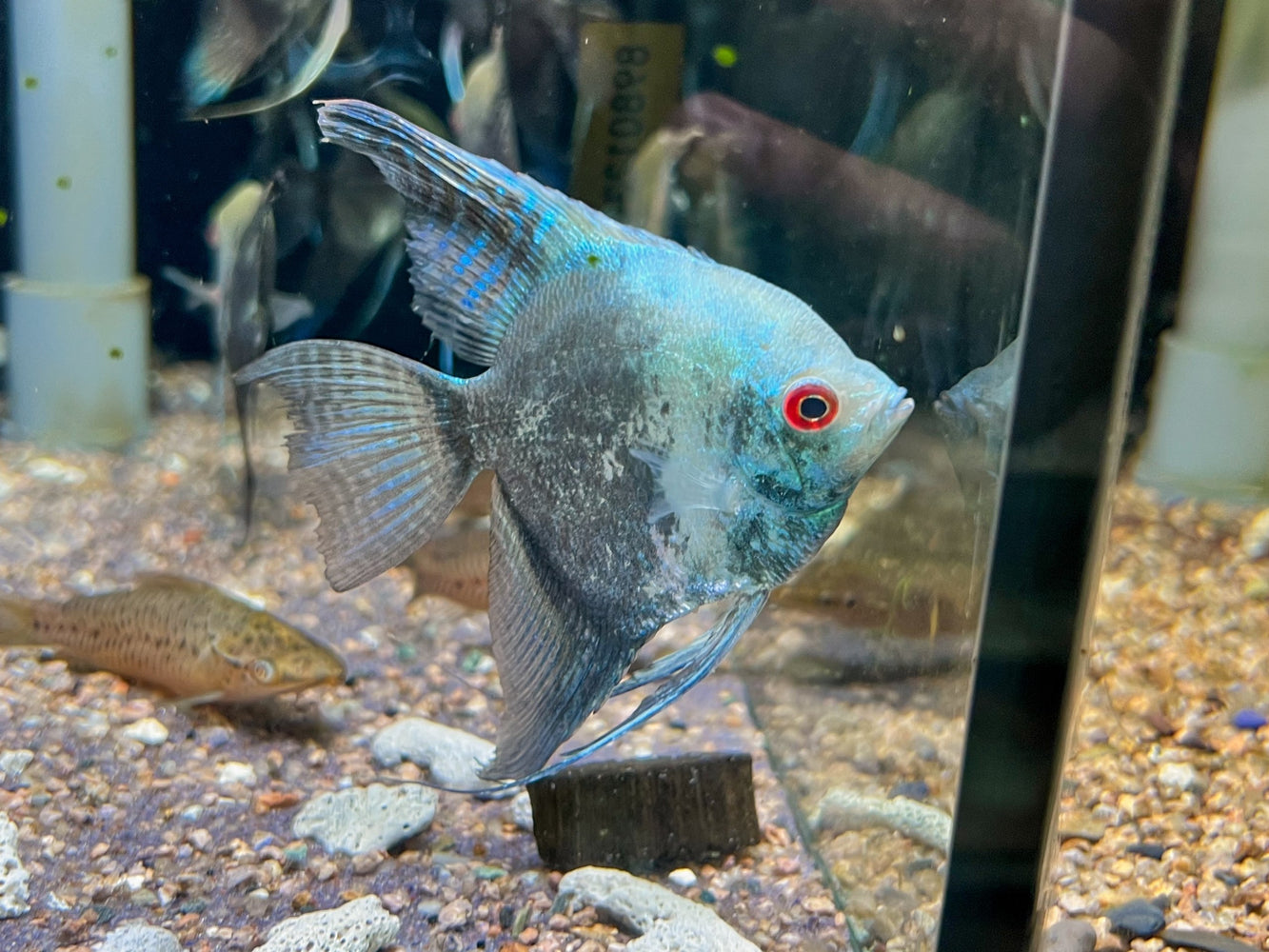 * Discus/Angelfish * Blue Smokey Angelfish