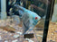 * Discus/Angelfish * Blue Smokey Angelfish