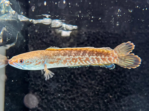 * Channa * Channa Andrao RED Double tail 6-8cm RARE!!