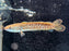 * Channa * Channa Andrao RED Double tail 6-8cm RARE!!