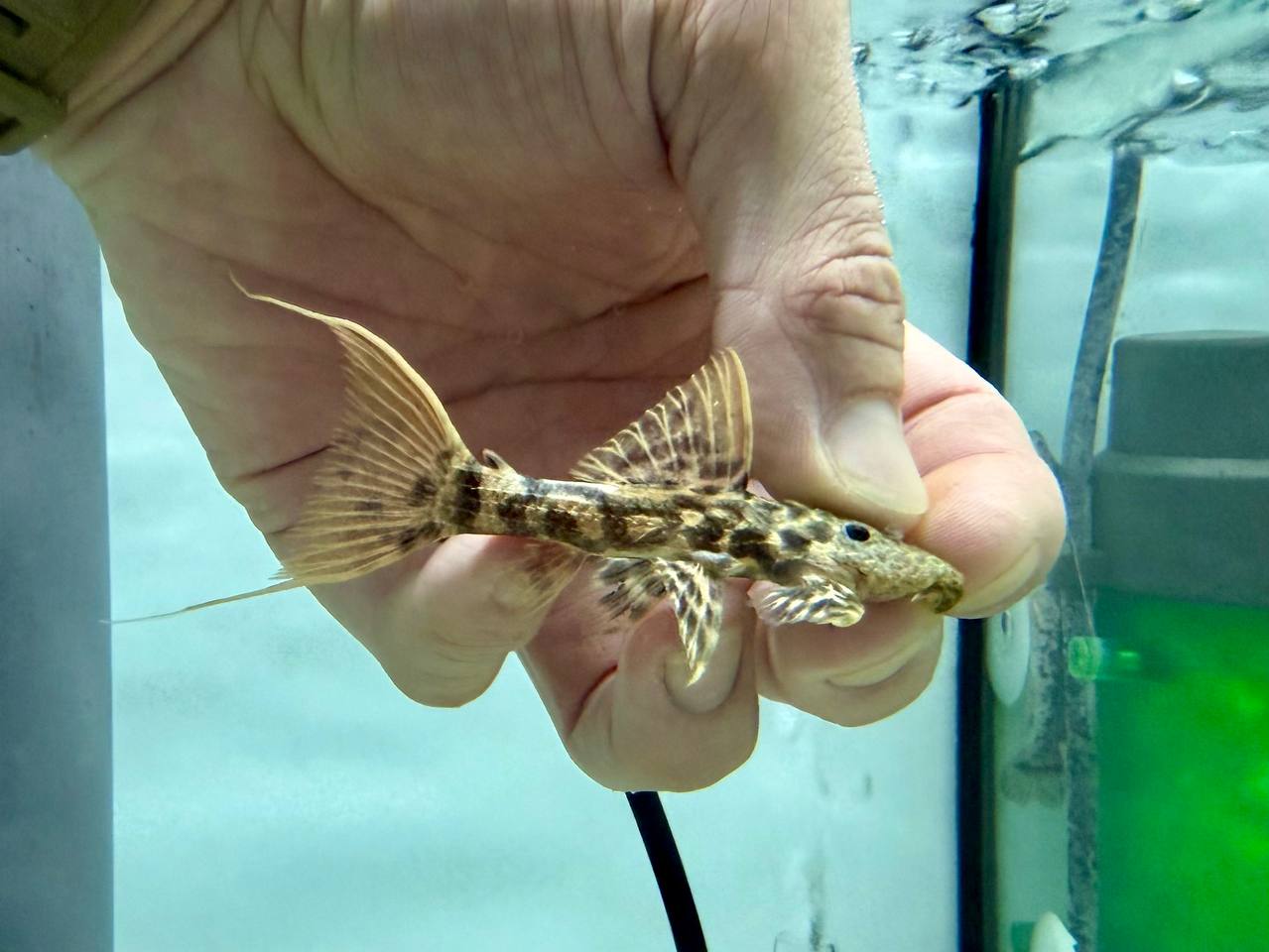 * Pleco * L273 8-10cm