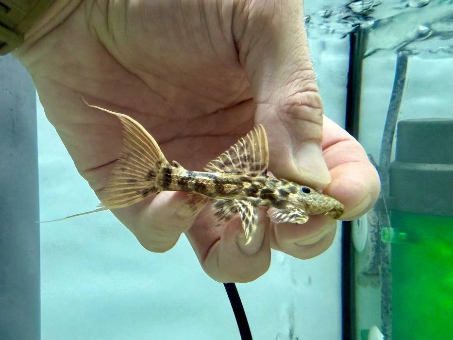 * Pleco * L273 8-10cm
