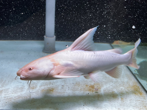 * Catfish * Albino Rita Rita Catfish 25-27cm