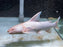 * Catfish * Albino Rita Rita Catfish 25-27cm