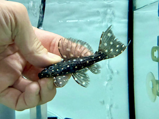 * Pleco * L97 “Alenquer” 8-10cm