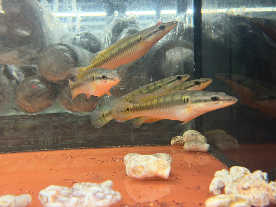* Cichlids * Crenicichla Zebrina 10-13cm