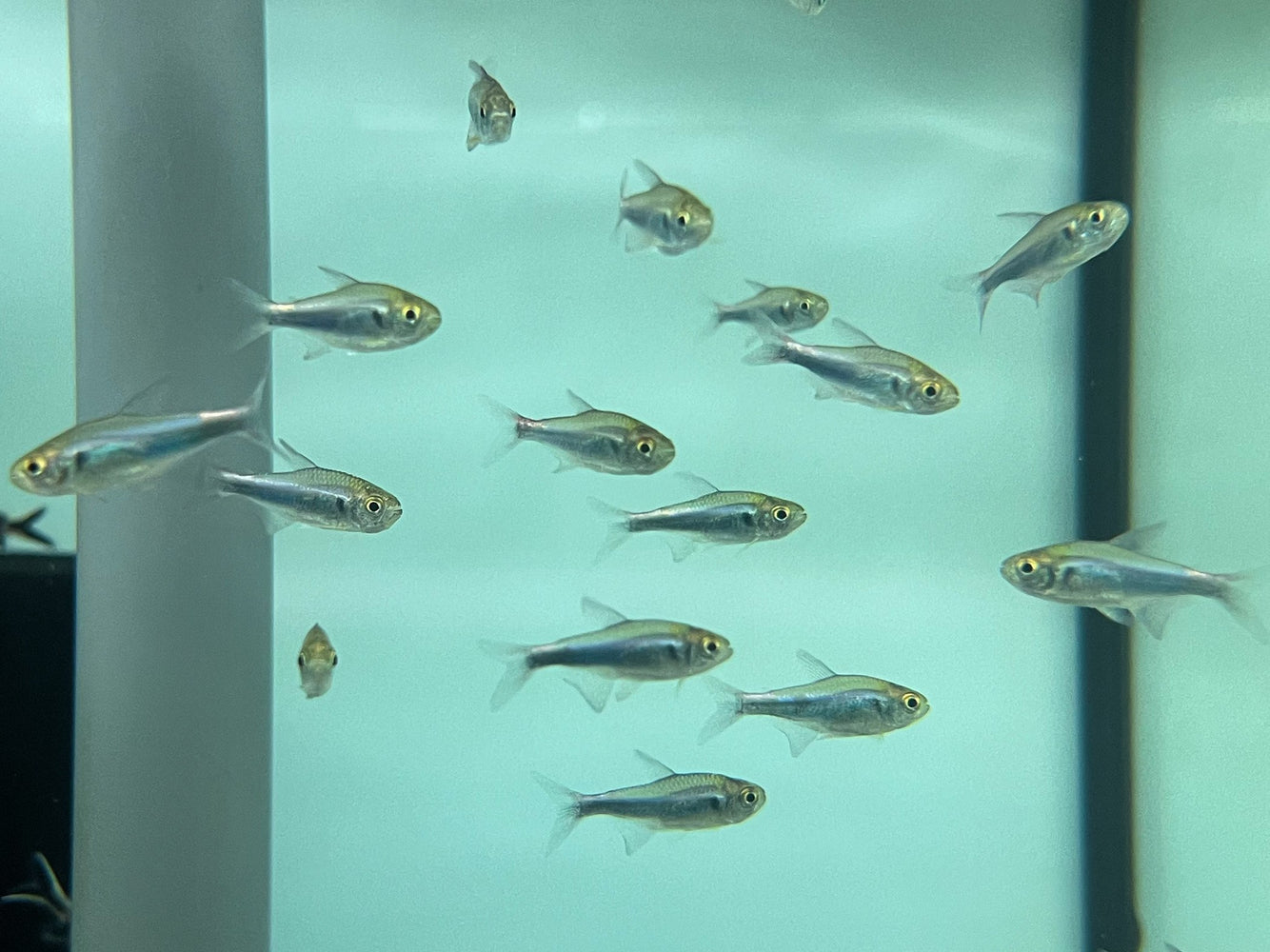 * Tetra/Barb  * Hyphessobrycon Margitae (Bleeding blue Tetra)