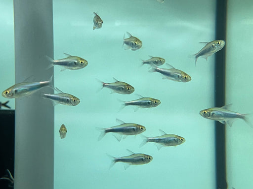 * Tetra/Barb  * Hyphessobrycon Margitae (Bleeding blue Tetra)
