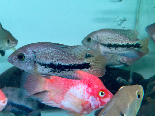 * Cichlids *  Vieja Coatzacoalcos 10-12cm