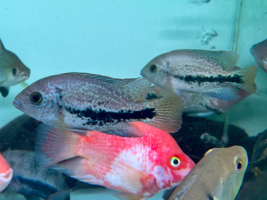 * Cichlids *  Vieja Coatzacoalcos 10-12cm