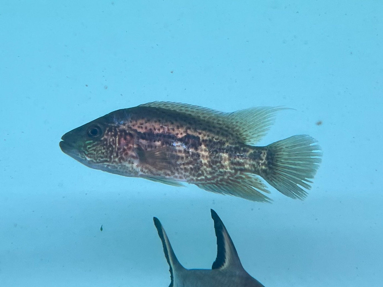 * Cichlids * Parachromis Dovii 10-12cm