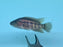 * Cichlids * Parachromis Dovii 10-12cm