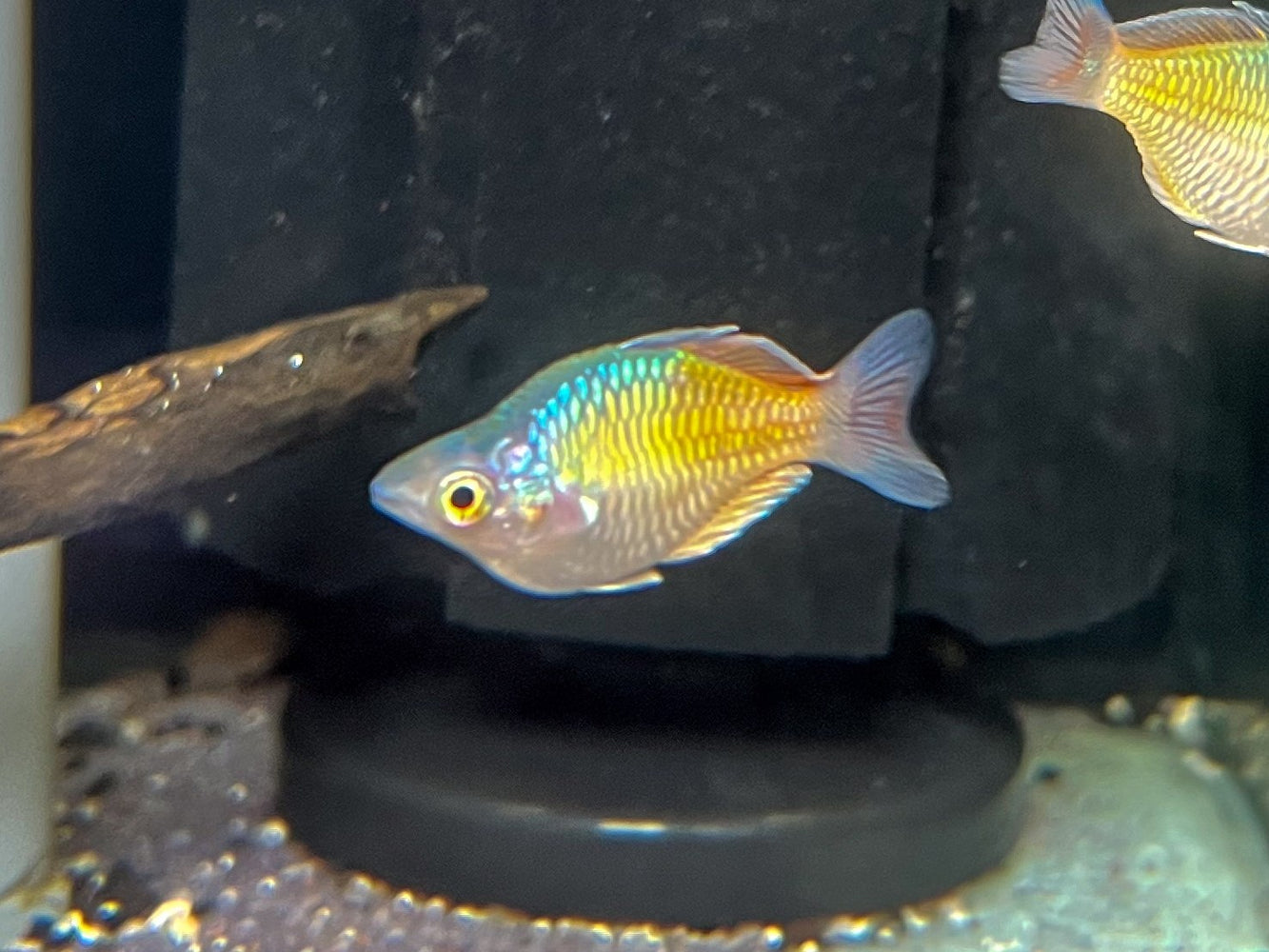 * Tetra/Barb  * Melanotaenia boesemani “Balloon” (Balloon Boesemani Rainbowfish) 3-4cm