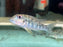 * Cichlids * Retroculus lapidifer 6-8cm