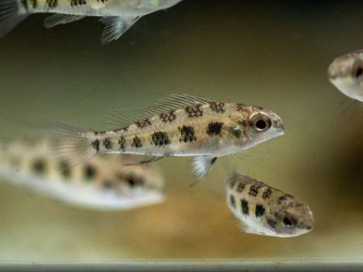 * Cichlids * Dicrossus filamentosus (Checkerboard cichlid) 2cm