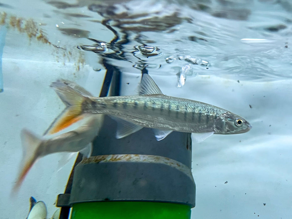 * Other Species * Raiamas senegalensis (Senegal trout)  8-10cm