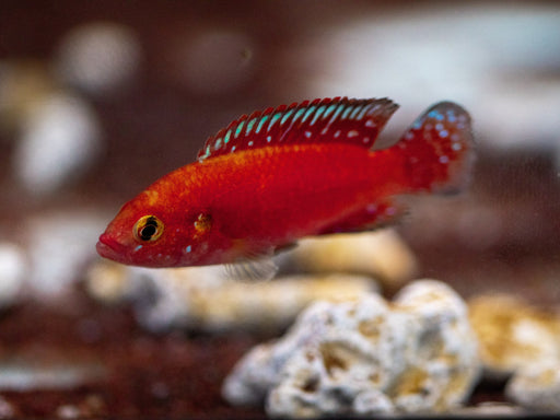 * Cichlids * Rubricatochromis exsul “Lake Turkana jewelfish” 3-4cm