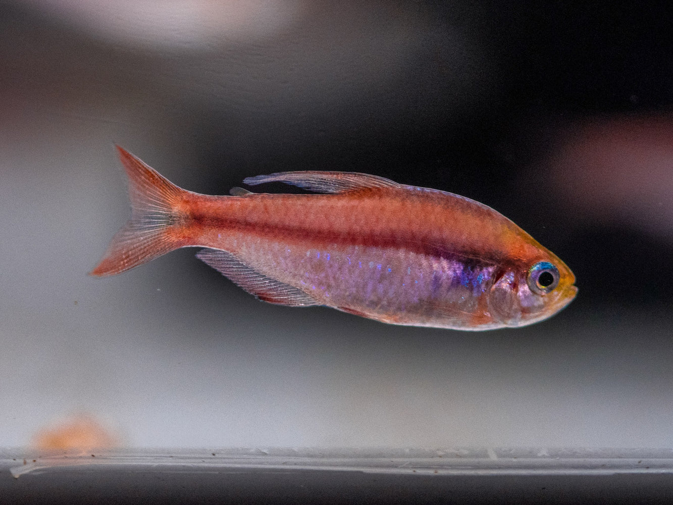 * Tetra/Barb  * Hyphessobrycon Notidanos Red (Red devil tetra)