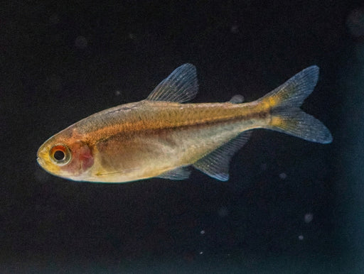 * Tetra/Barb  * Hyphessobrycon myrmex Red (Fire Ant tetra)