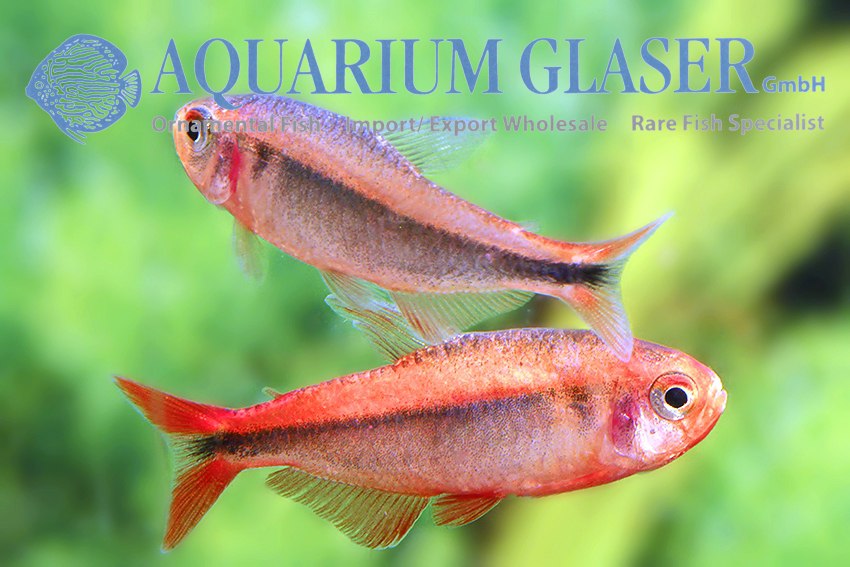 * Tetra/Barb  * Hyphessobrycon myrmex Red (Fire Ant tetra)