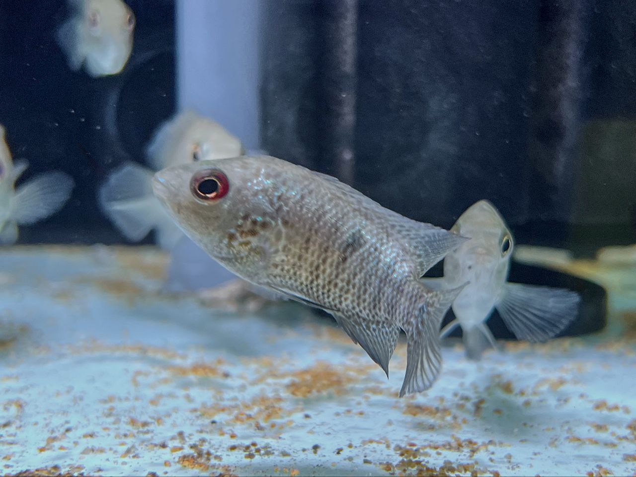 * Cichlids * Mayaheros beani (Green Guapote) 6-8cm