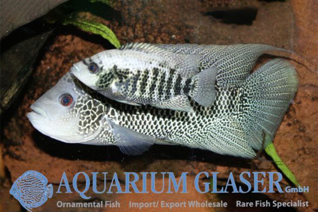 * Cichlids * Mayaheros beani (Green Guapote) 6-8cm
