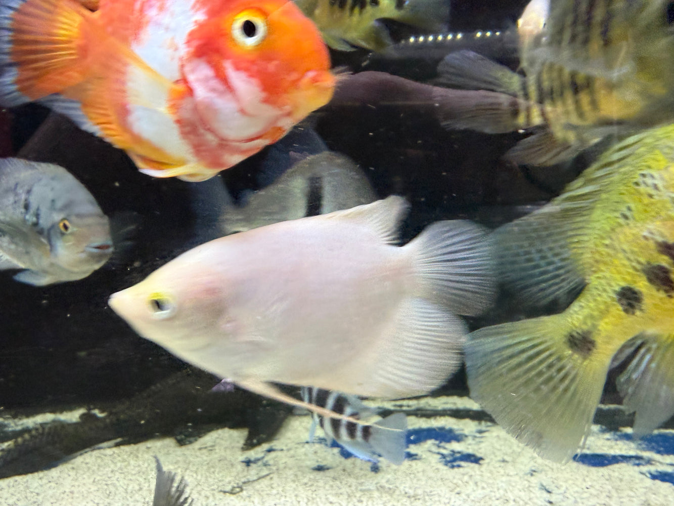 * Other Species * Osphronemus goramy GOLD (Giant golden Gourami) 12-15cm