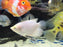 * Other Species * Osphronemus goramy GOLD (Giant golden Gourami) 12-15cm