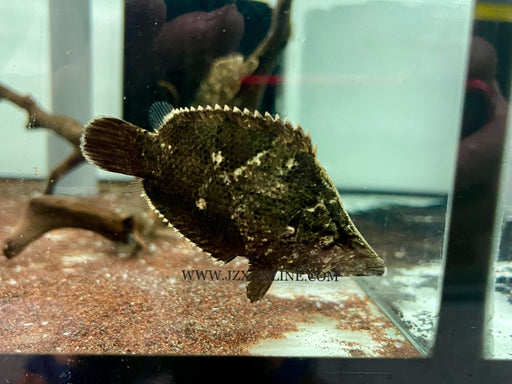 * Other Species * Monocirrhus polyacanthus “Amazon leaf fish” 6-7cm
