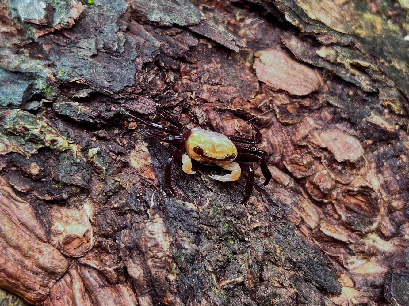 * Shrimps * Lepidothelphusa padawan (Borneo Panda Crab)