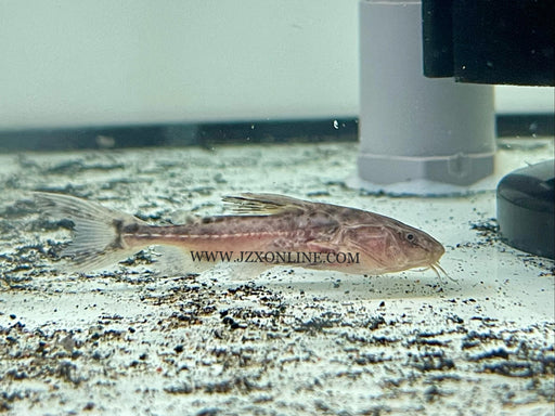 * Catfish *  Pterodoras granulosus “Granulated Catfish” 7-9cm