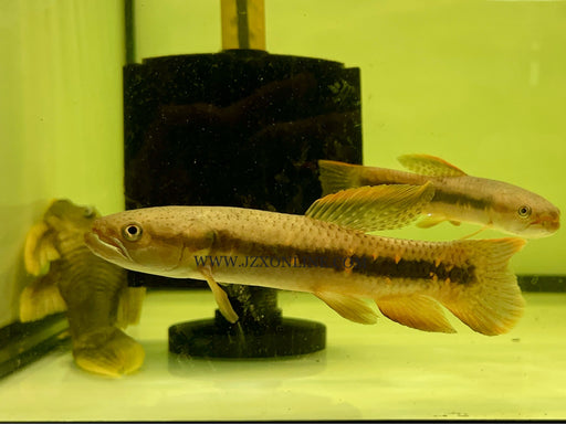 * Other Species * XL Erythrinus erythrinus “Rainbow wolf fish” 15-16cm